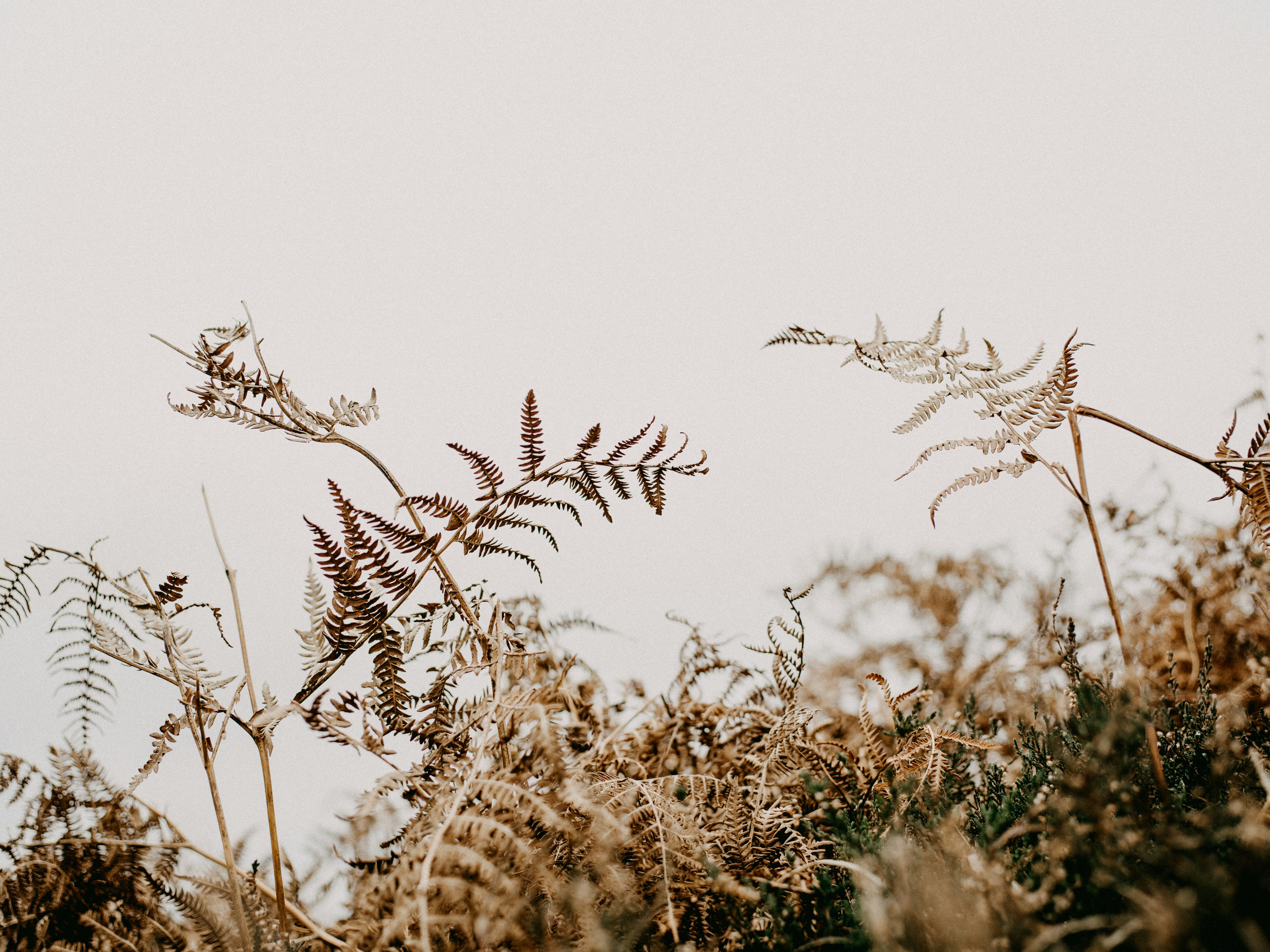 brown wheat field during daytime